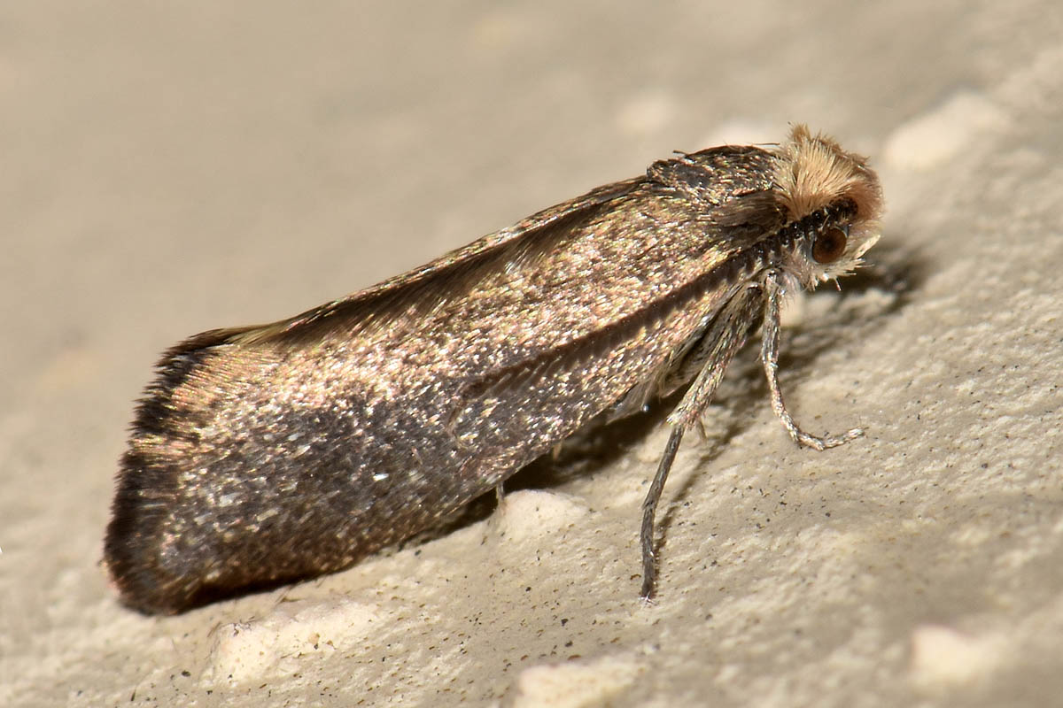 Da Identificare:  Incurvaria pectinea - Incurvariidae